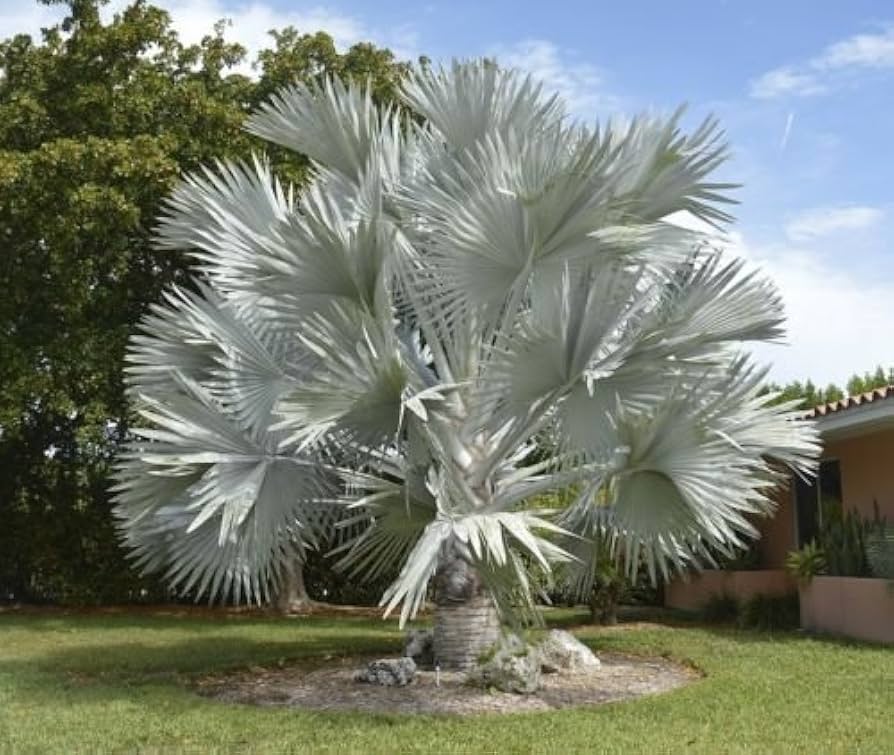 Amazon.com: 10 seeds Bismarckia Nobilis Seed Silver Palm Rare Palm